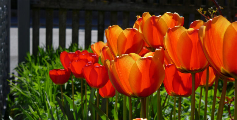 Mehr über den Artikel erfahren Fotowettbewerb Türkenfeld im Frühling